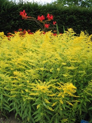 Solidago ‘Golden Dwarf’ (GEEL)