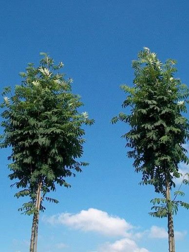 Sorbus auc. ‘Sheerwater Seedling’