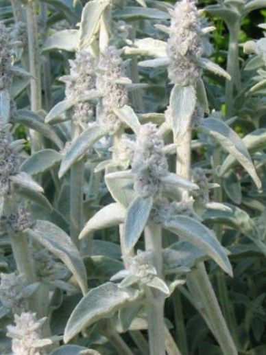 Stachys byz. ‘Silver Carpet’ (WIT)