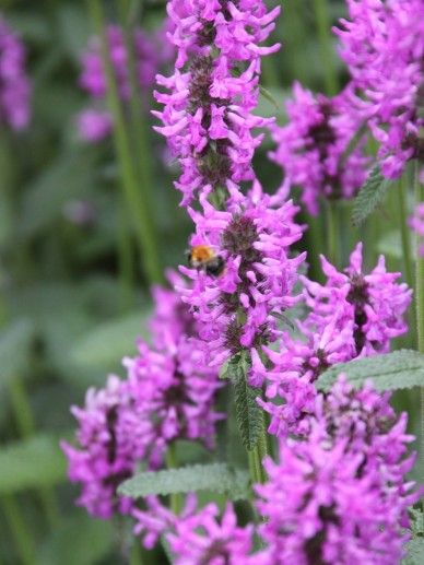 Stachys mon. ‘Hummelo’ (PAARS/ROOD)