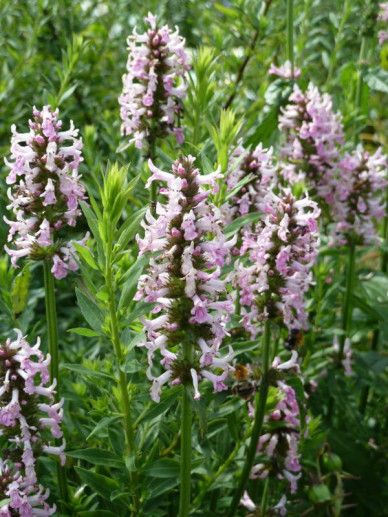 Stachys off. ‘Rosea’