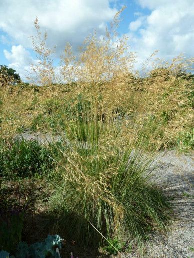 Stipa tenacissima (GRAS)