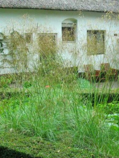 Stipa calamagrostis (GRAS)