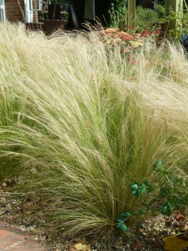 Stipa tenuissima (GRAS)