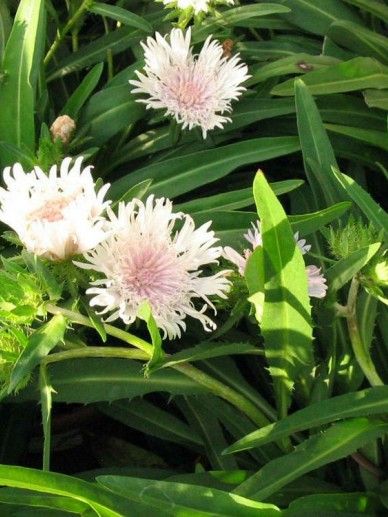 Stokesia lae. ‘Alba’ (WIT)