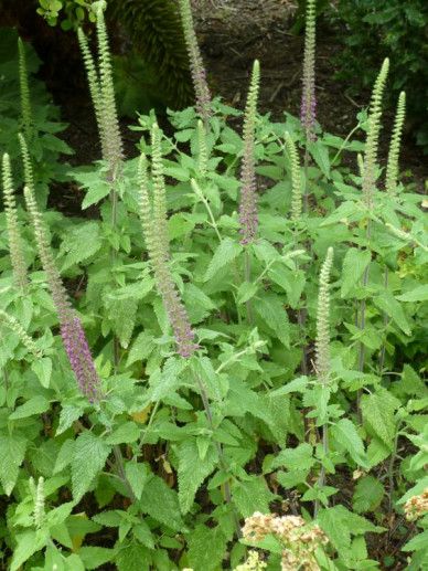 Teucrium ackermerum