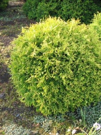 Thuja occ. ‘Golden Globe’