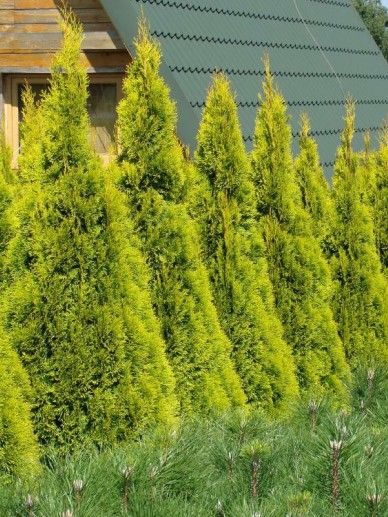 Thuja occ. ‘Smaragd’