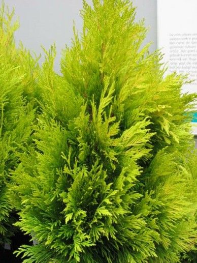 Thuja pli. ‘Goldy’