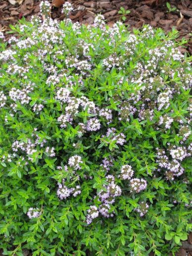 Thymus longicaulis ‘Odoratus’