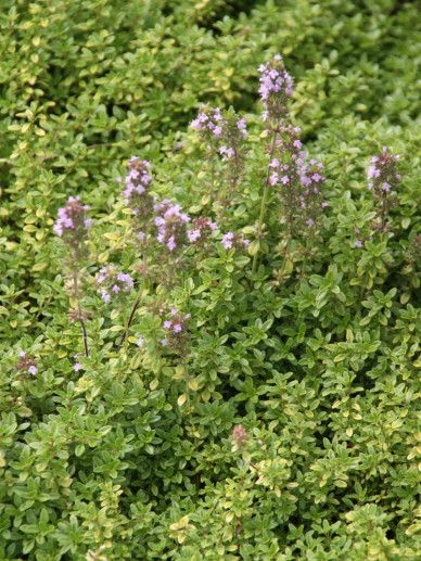 Thymus citriodorus (KRUID)