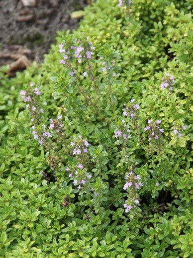 Thymus in cultivars (KRUID)