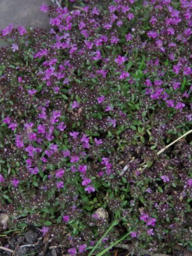 Thymus pra. ‘Pink Chintz’ (ROZE)