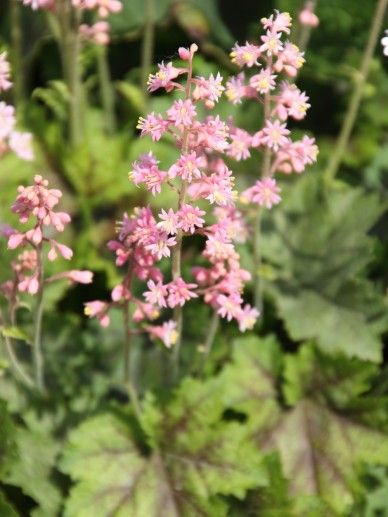 Tiarella cor. ‘Moorgrun’