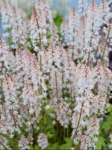 Tiarella ‘Pink Bouquet’