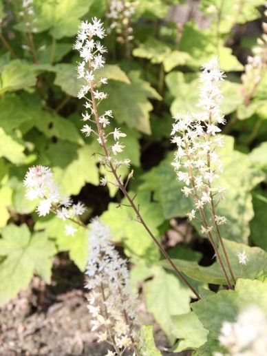 Tiarella wherryi (WIT/ROZE)