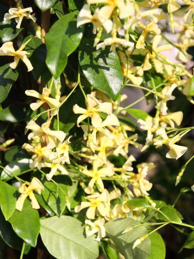 Trachelospermum jas. ‘Star of Toscane’ (GEEL)