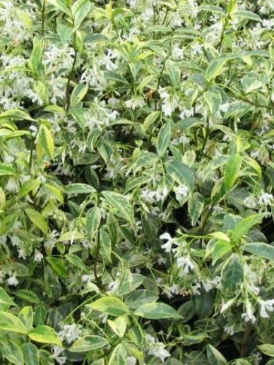 Trachelospermum jasminoides (WIT)