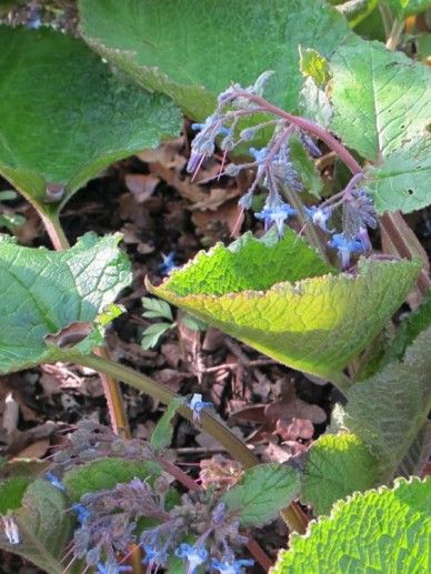 Trachystemon orientalis