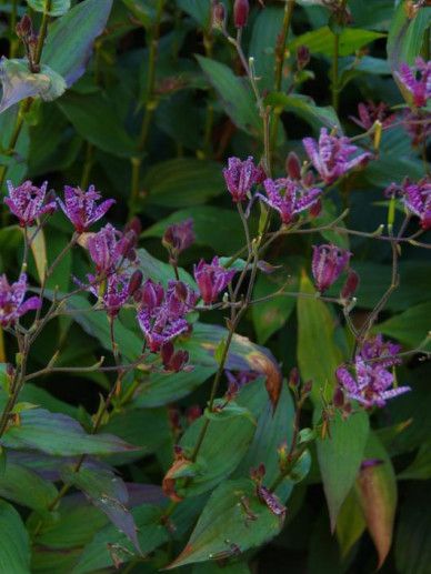 Tricyrtis for. ‘Purple Beauty’