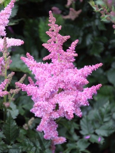Astilbe chi. ‘Visions in Pink’