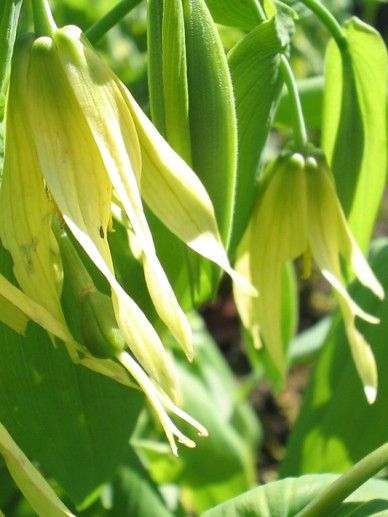 Uvularia grandiflora (GEEL)