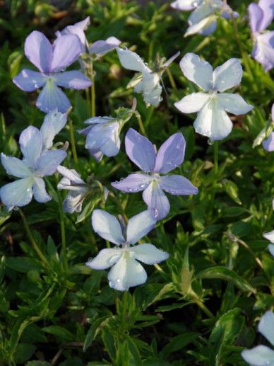 Viola (C) ‘Boughton Blue’ (BLAUW)