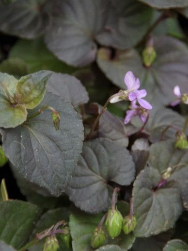 Viola labradorica (VIOLET)