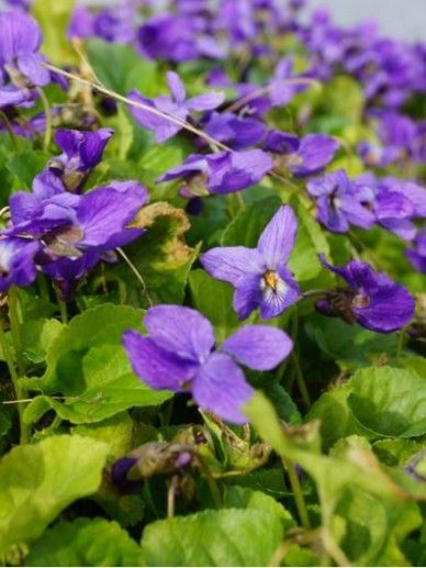 Viola odorata (VIOLET/BLAUW)